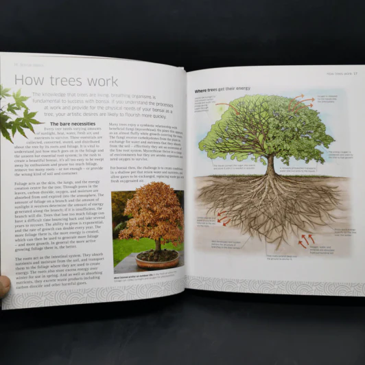 Bonsai - DK รูปที่ 12