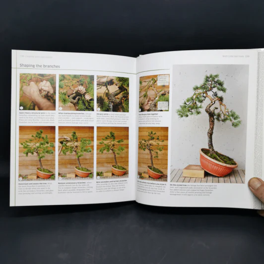 Bonsai - DK รูปที่ 14