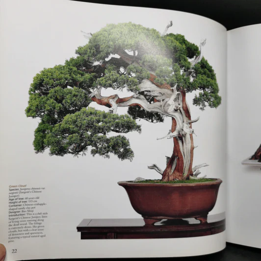 Penjing: The Chinese Art of Bonsai - Zhzo Qingquan รูปที่ 14