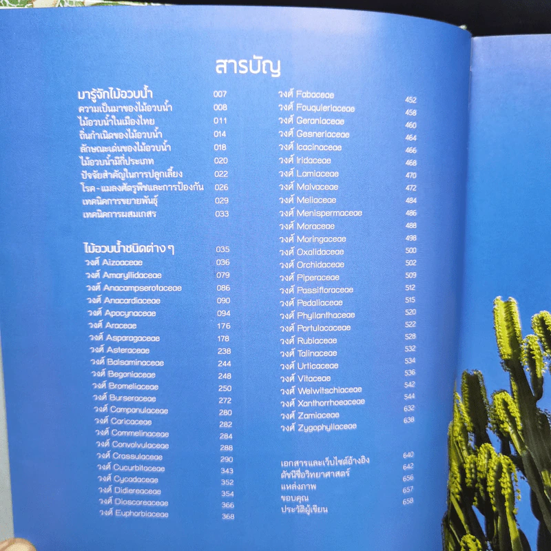 ไม้อวบน้ำ Succulents - ภวพล ศุภนันทนานนท์ รูปที่ 12