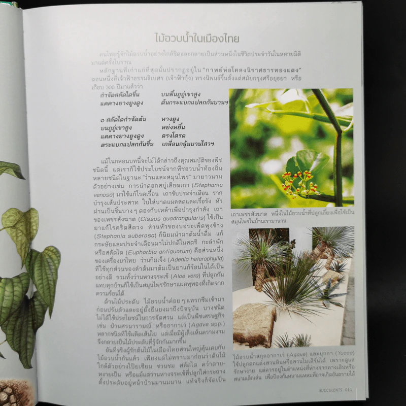 ไม้อวบน้ำ Succulents - ภวพล ศุภนันทนานนท์ รูปที่ 13