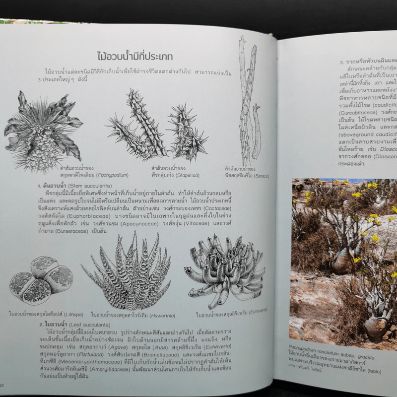 ไม้อวบน้ำ Succulents - ภวพล ศุภนันทนานนท์ รูปที่ 14