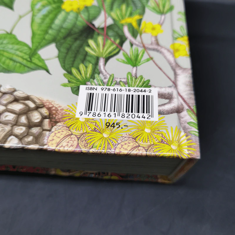 ไม้อวบน้ำ Succulents - ภวพล ศุภนันทนานนท์ รูปที่ 17