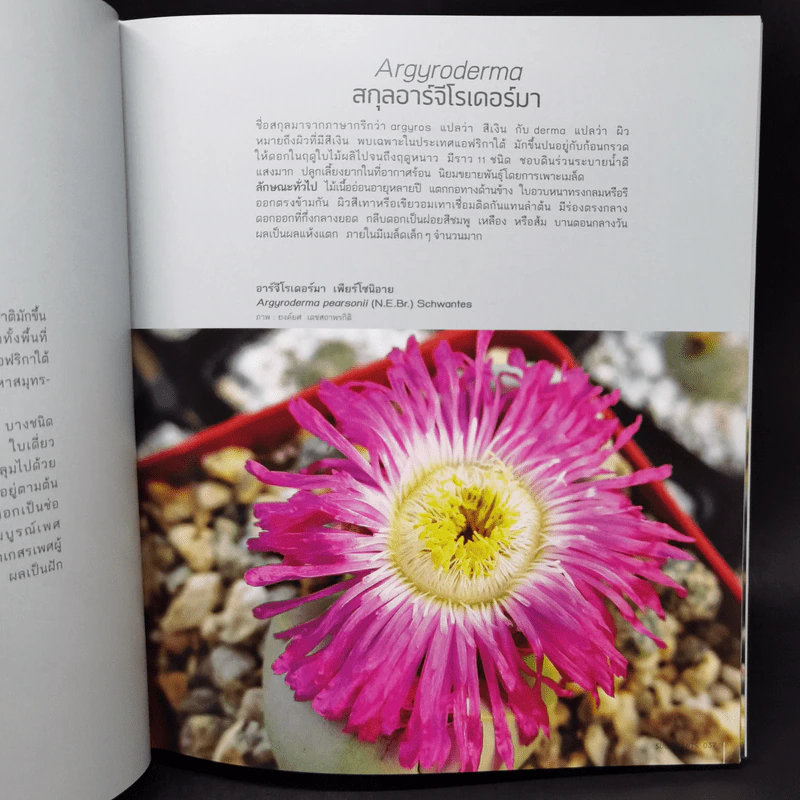 ไม้อวบน้ำ Succulents - ภวพล ศุภนันทนานนท์ รูปที่ 15