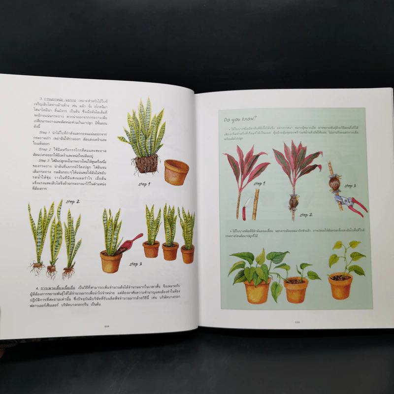 ไม้ใบ Foliage Plants - ภวพล ศุภนันทนานนท์ รูปที่ 15
