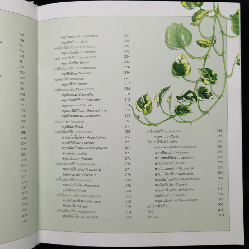 ไม้ใบ Foliage Plants - ภวพล ศุภนันทนานนท์ รูปที่ 12