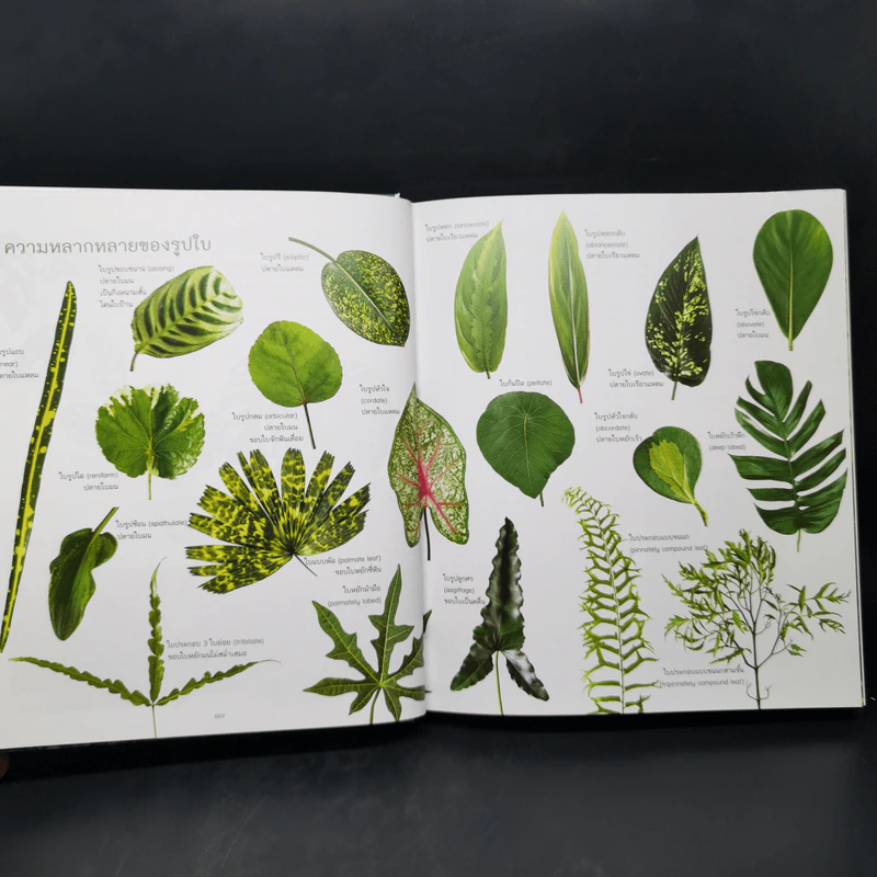 ไม้ใบ Foliage Plants - ภวพล ศุภนันทนานนท์ รูปที่ 14