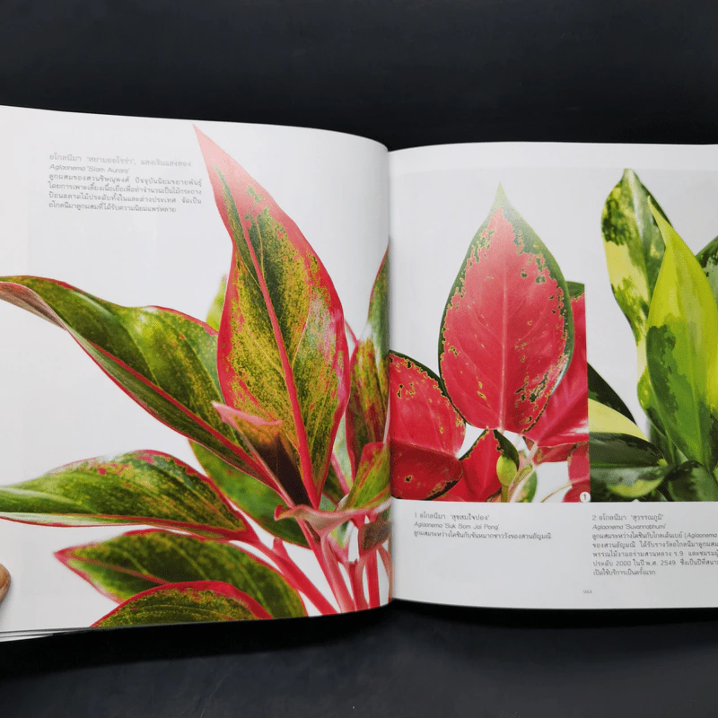 ไม้ใบ Foliage Plants - ภวพล ศุภนันทนานนท์ รูปที่ 16