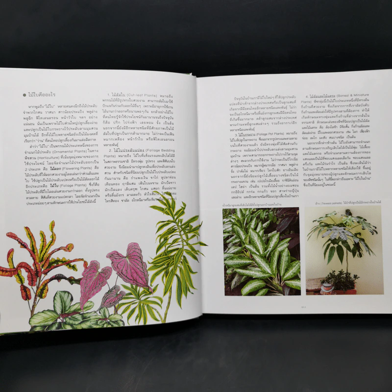 ไม้ใบ Foliage Plants - ภวพล ศุภนันทนานนท์ รูปที่ 13
