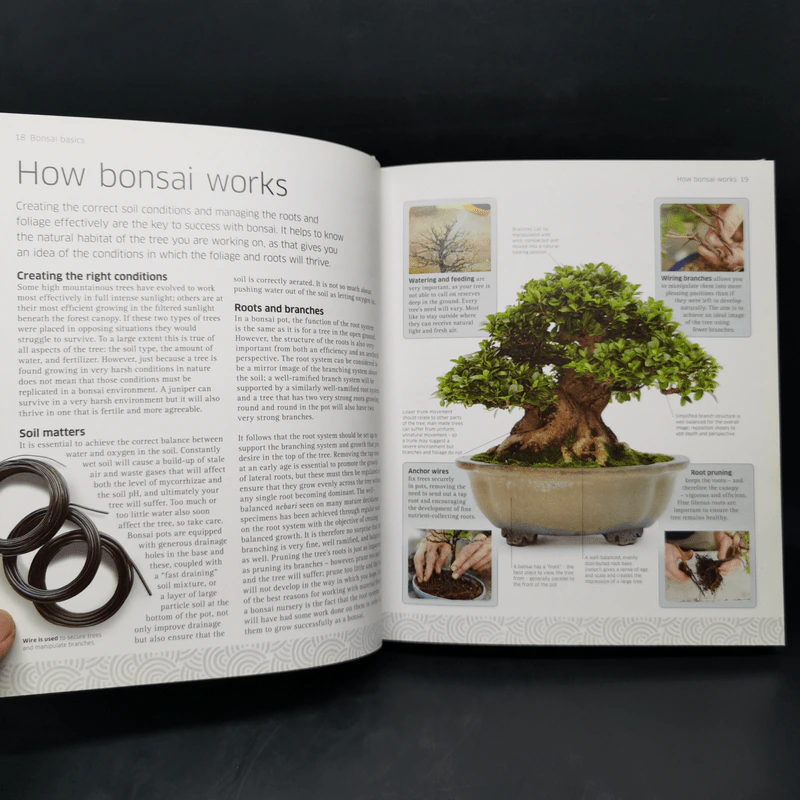 Bonsai - DK รูปที่ 13