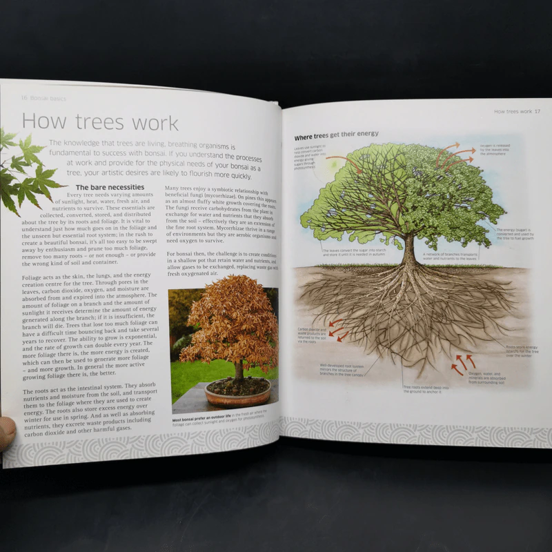 Bonsai - DK รูปที่ 12
