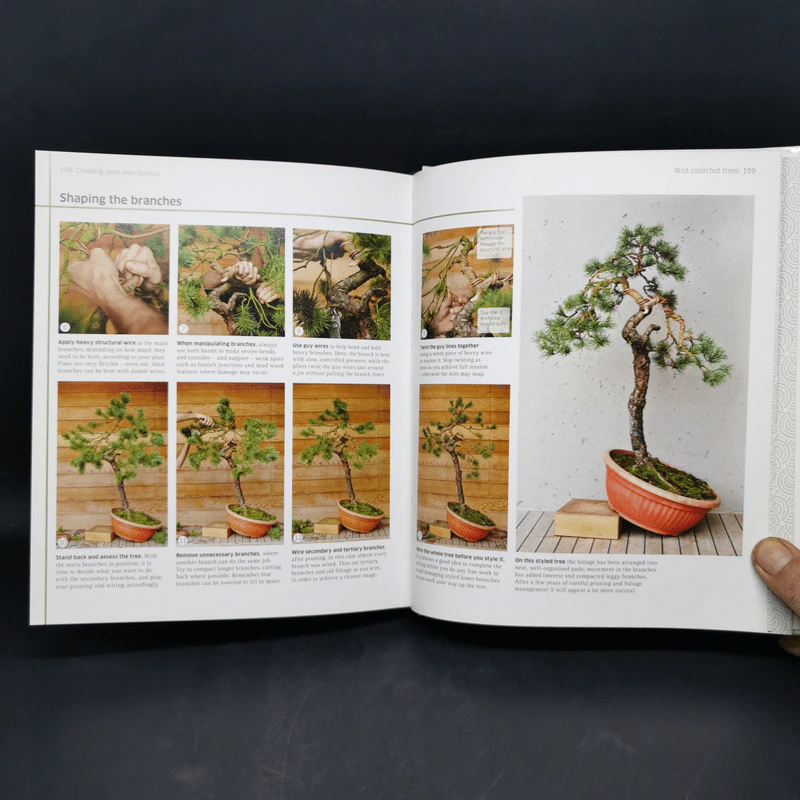 Bonsai - DK รูปที่ 14