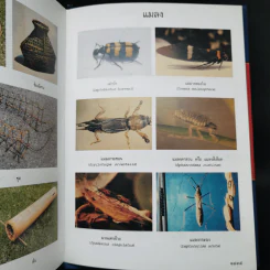 พจนานุกรมฉบับราชบัณฑิตยสถาน พ.ศ.2542 รูปที่ 13
