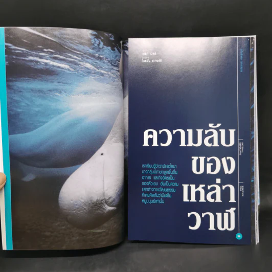 National Geographic พ.ค.2564 ฉบับพิเศษ: มหาสมุทร ความลับของเหล่าวาฬ รูปที่ 10