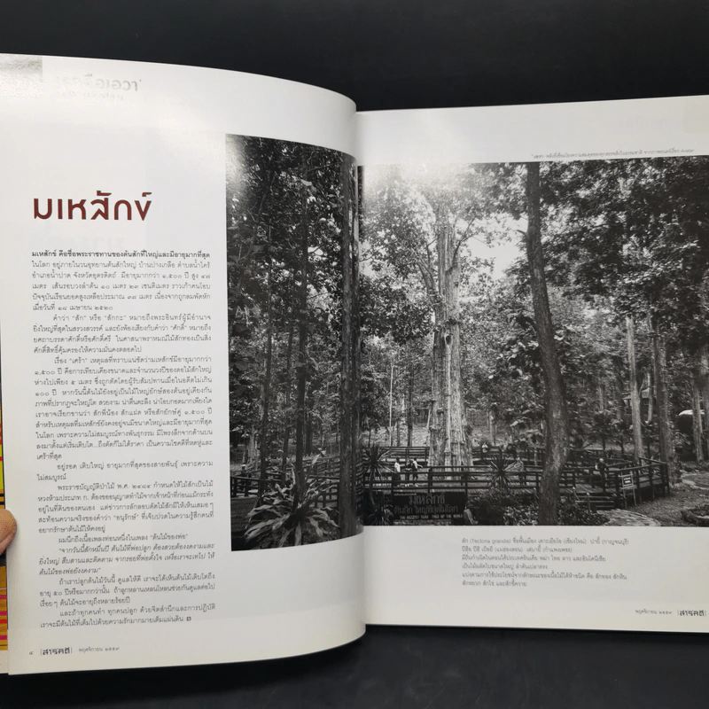 สารคดี ปีที่ 32 ฉบับที่ 381 พ.ย.2559 อาหารการกิน รูปที่ 9