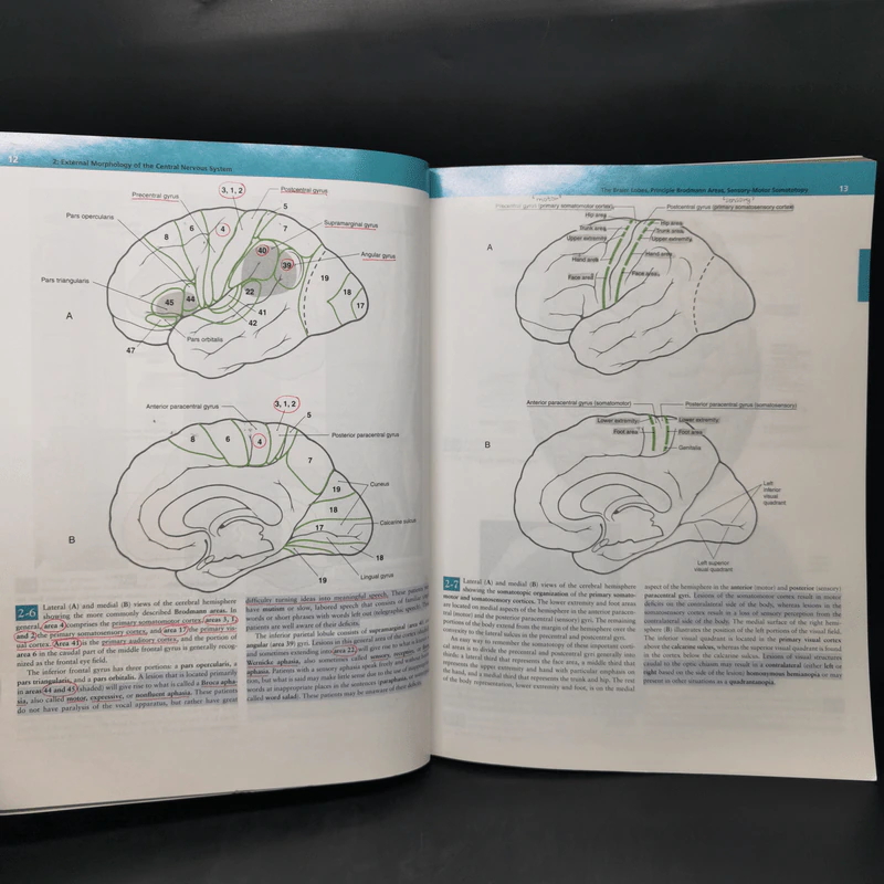 Neuroanatomy in Clinical Context รูปที่ 15
