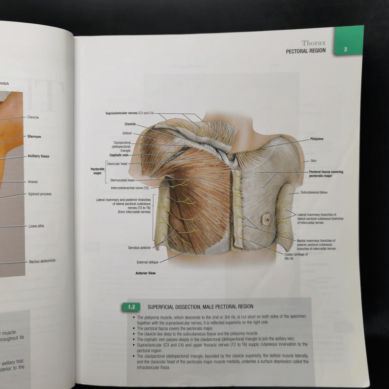 Grant's Atlas of Anatomy รูปที่ 14