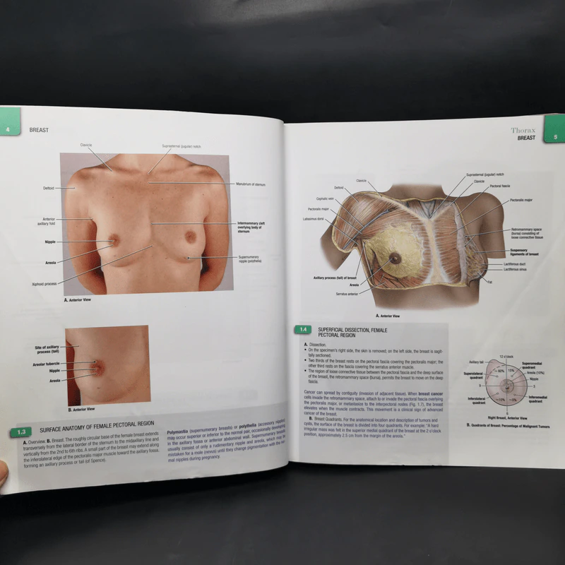 Grant's Atlas of Anatomy รูปที่ 15