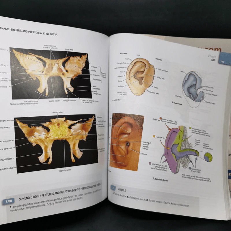 Grant's Atlas of Anatomy รูปที่ 16