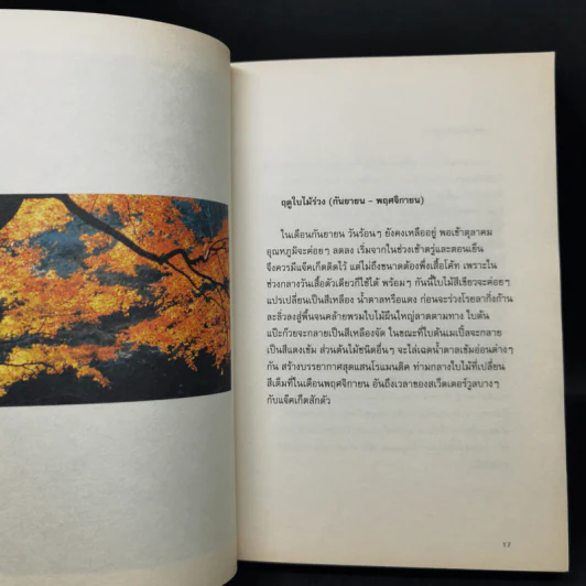 โตเกียว โตเกียว ไม่รู้จบ - Anchalee รูปที่ 12