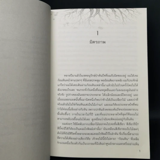 ชีวิตเร้นลับของต้นไม้ - เพเทอร์ โวลเลเบน รูปที่ 12