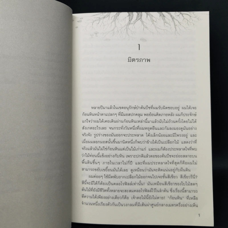ชีวิตเร้นลับของต้นไม้ - เพเทอร์ โวลเลเบน รูปที่ 12
