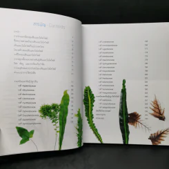 เฟิน All about Ferns รวมชนิดและพันธุ์ปลูก สำหรับคนรักเฟิน รูปที่ 10