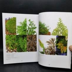 เฟิน All about Ferns รวมชนิดและพันธุ์ปลูก สำหรับคนรักเฟิน รูปที่ 12