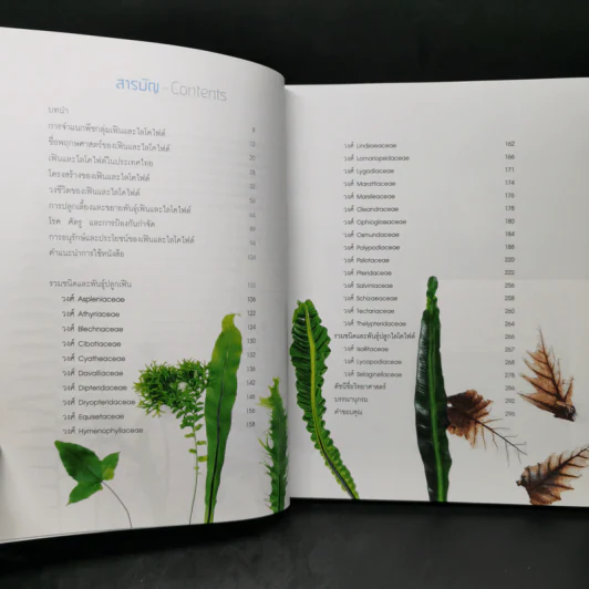 เฟิน All about Ferns รวมชนิดและพันธุ์ปลูก สำหรับคนรักเฟิน รูปที่ 10