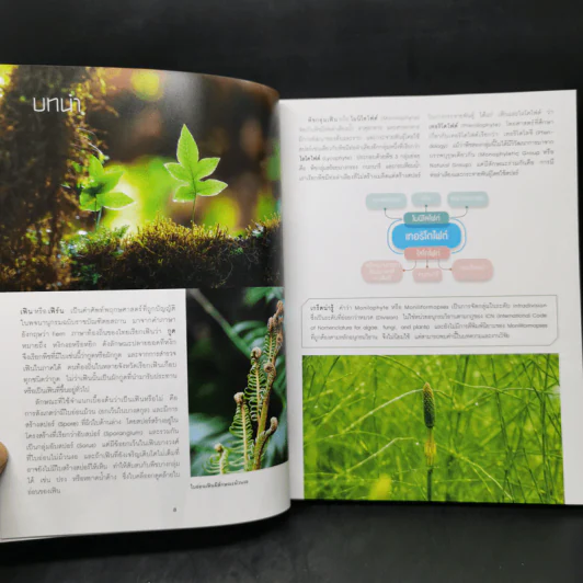 เฟิน All about Ferns รวมชนิดและพันธุ์ปลูก สำหรับคนรักเฟิน รูปที่ 11