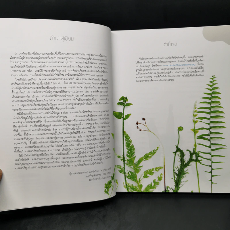 เฟิน All about Ferns รวมชนิดและพันธุ์ปลูก สำหรับคนรักเฟิน รูปที่ 9