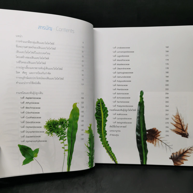 เฟิน All about Ferns รวมชนิดและพันธุ์ปลูก สำหรับคนรักเฟิน รูปที่ 10