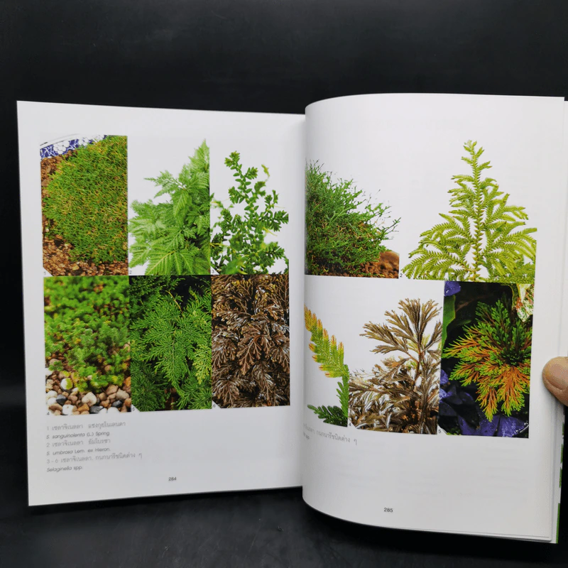 เฟิน All about Ferns รวมชนิดและพันธุ์ปลูก สำหรับคนรักเฟิน รูปที่ 12
