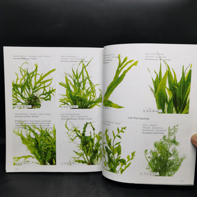 สวนในตู้ไม้น้ำ - ภวพล ศุภนันทนานนท์ รูปที่ 14