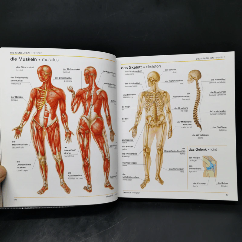 Bilingual Visual Dictionary German English รูปที่ 13