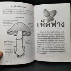 เพาะเห็ดขาย สร้างอาชีพใหม่ เพิ่มรายได้ - อดุลย์ รัตนมั่นเกษม รูปที่ 10