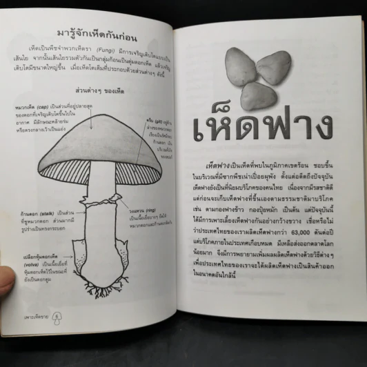 เพาะเห็ดขาย สร้างอาชีพใหม่ เพิ่มรายได้ - อดุลย์ รัตนมั่นเกษม รูปที่ 10