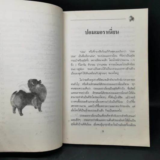 การเลี้ยงสุนัข ปอมเมอราเนี่ยน - บัณฑิตย์ สุริยพันธ์ รูปที่ 10