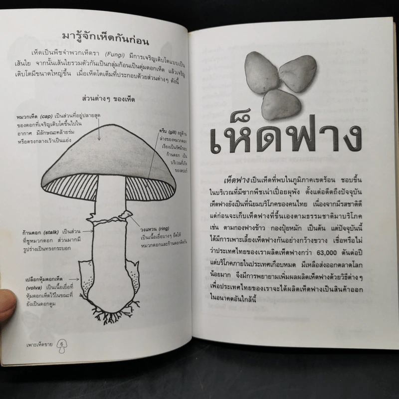 เพาะเห็ดขาย สร้างอาชีพใหม่ เพิ่มรายได้ - อดุลย์ รัตนมั่นเกษม รูปที่ 10