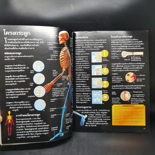 เจาะลึกร่างกายมนุษย์ Human Body รูปที่ 11