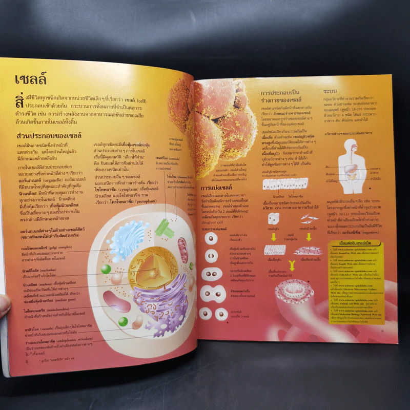 เจาะลึกร่างกายมนุษย์ Human Body รูปที่ 10