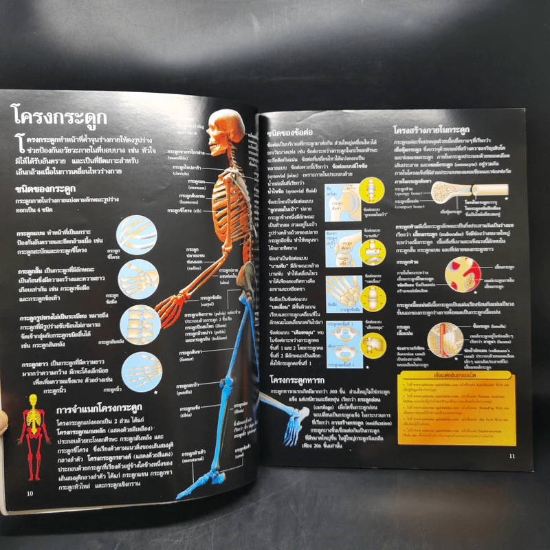 เจาะลึกร่างกายมนุษย์ Human Body รูปที่ 11
