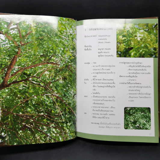ไม้ใหญ่ดอกงาม - ยุคคล จิตสำรวย รูปที่ 11