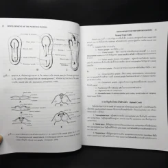 Neuroanatomy ประสาทกายวิภาคศาสตร์ - มีชัย ศรีใส รูปที่ 10