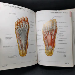 Atlas of Human Anatomy - Frank H. Netter รูปที่ 18