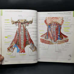 Atlas of Human Anatomy - Frank H. Netter รูปที่ 17