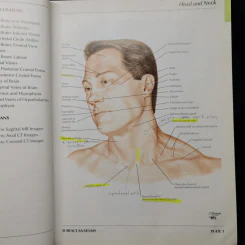 Atlas of Human Anatomy - Frank H. Netter รูปที่ 12