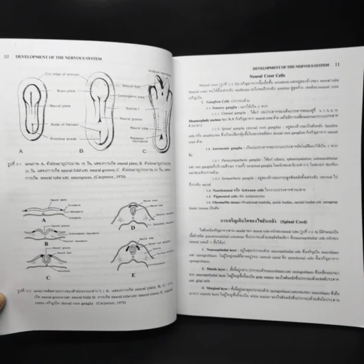 Neuroanatomy ประสาทกายวิภาคศาสตร์ - มีชัย ศรีใส รูปที่ 10
