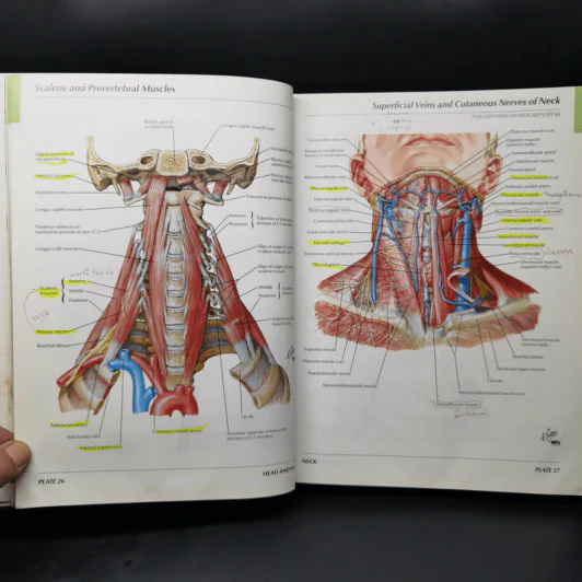 Atlas of Human Anatomy - Frank H. Netter รูปที่ 17