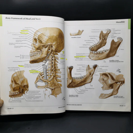 Atlas of Human Anatomy - Frank H. Netter รูปที่ 14
